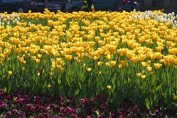 Image showing Tulips in full bloom