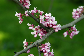 Image showing Close up of fruit flowers in the earliest springtime