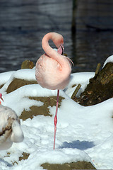 Image showing Pink Flamingo