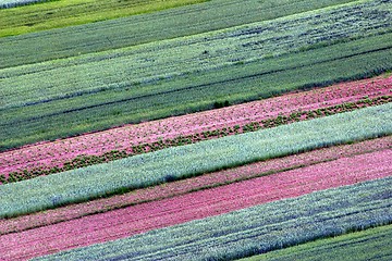 Image showing Abstract landscape, Aerial view of colorful fields