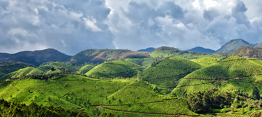 Image showing Panorama of tea plantations