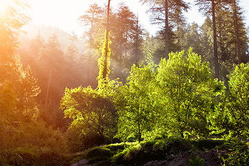 Image showing Morning forest with sunrays