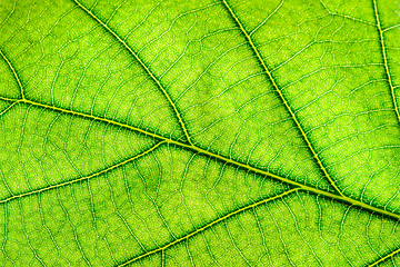 Image showing Green leaf close up