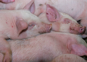 Image showing piglet pile