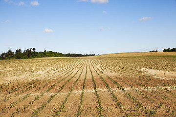 Image showing cracked earth in the field