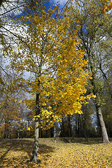 Image showing Park in autumn