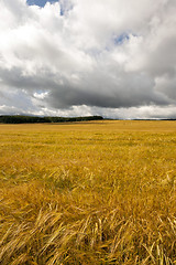 Image showing ripe yellow cereals