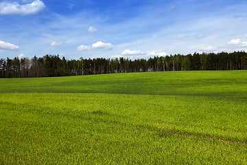 Image showing Agriculture. cereals. Spring