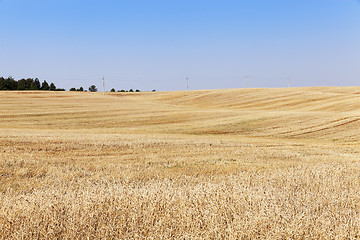 Image showing collection of rye crops
