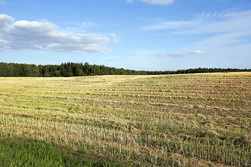 Image showing harvesting of rape