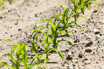 Image showing close up of corn