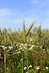 Image showing immature cereals , field