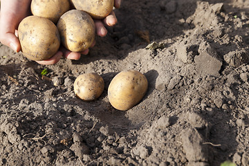 Image showing Potatoes in hand