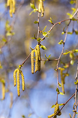 Image showing trees in the spring