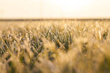 Image showing young grass plants, close-up