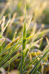 Image showing young grass plants, close-up