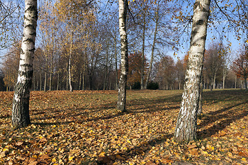 Image showing birch trees in autumn