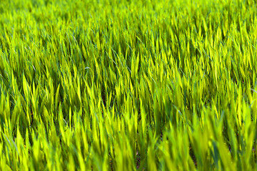 Image showing green wheat, close-up