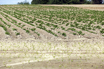 Image showing potato field, spring