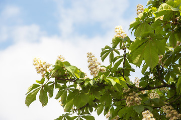 Image showing blooming chestnut tree