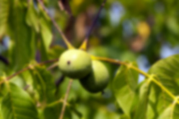 Image showing unripe green walnuts