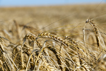 Image showing ripe yellow cereals