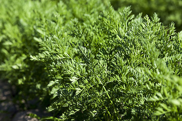 Image showing Field with carrot