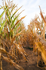 Image showing Green immature corn