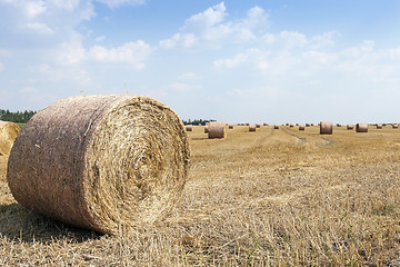 Image showing cereal harvest, summer