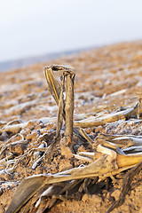 Image showing plowed land, frost