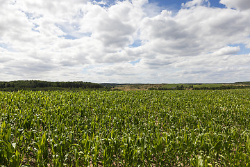 Image showing corn field, summer