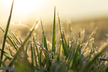 Image showing young grass plants, close-up