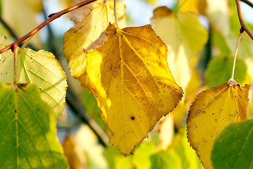 Image showing autumn in the park