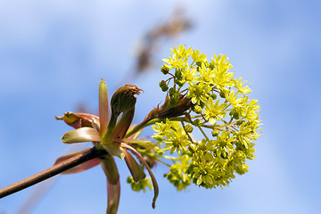 Image showing trees in the spring