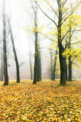 Image showing Autumn Park, overcast