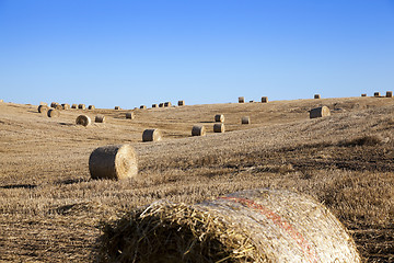 Image showing haystacks in a field of straw