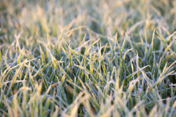 Image showing wheat during frost