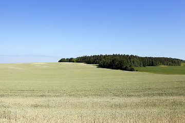 Image showing Field of cereal in the summer