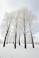 Image showing trees in winter