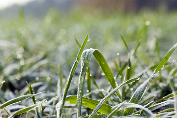 Image showing young grass plants, close-up