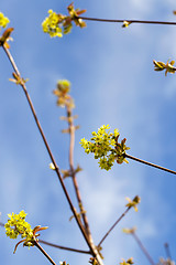 Image showing flowering maple, close up