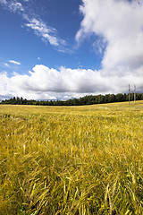 Image showing agricultural field , sky.