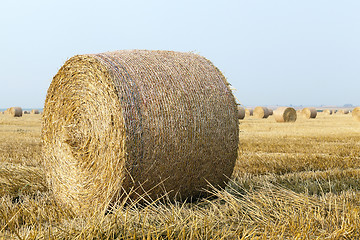 Image showing haystacks in a field of straw