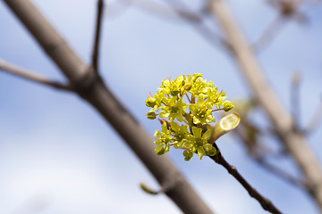 Image showing flowering maple, close up