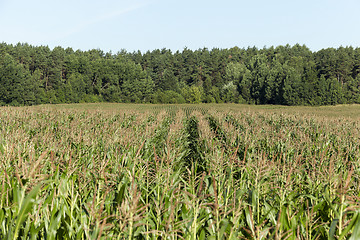 Image showing corn field, agriculture