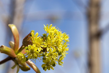 Image showing trees in the spring