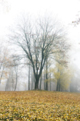 Image showing Autumn Park, overcast