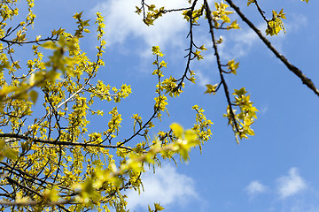 Image showing trees in the spring