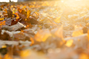 Image showing autumn in the park