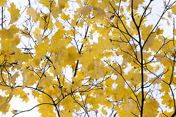 Image showing autumn in the park